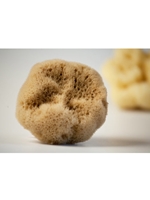 Sea Sponge -- 2"